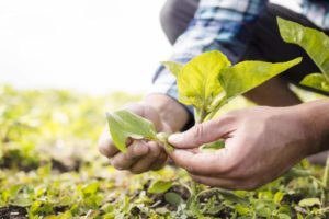 ADA – ATO DECLARATÓRIO AMBIENTAL